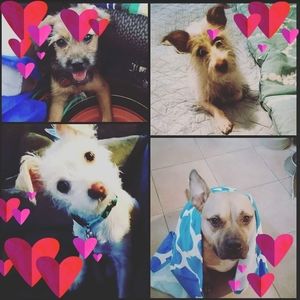 Meet your Posher, Donna